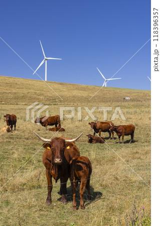 cows in the pasture and behind them are wind turbines 118396357