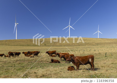 cows in the pasture and behind them are wind turbines 118396358