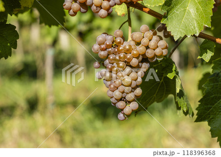 Vineyard with Hibernal near Cejkovice, Southern Moravia, Czech Republic 118396368