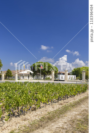 Typical vineyards near Chateau Dauzac, Margaux, Medoc, Bordeaux, Aquitaine, France 118396484