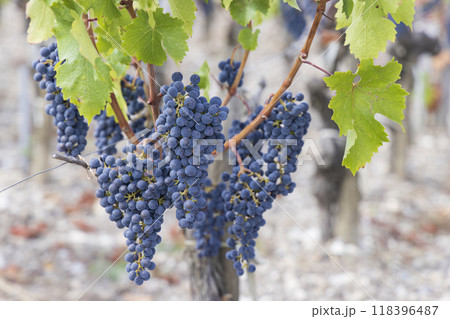 Cabernet Sauvignon grapes to produce highest quality wines in Bordeaux, France 118396487
