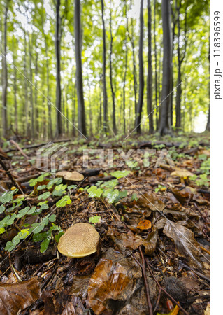Mushrooms in the autumn forest, White Carpathians, Southern Moravia, Czech Republic Mushrooms in the autumn forest, White Carpathians, Southern Moravia, Czech Republic 118396599