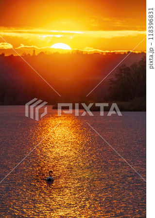 wildilife in  Balaton Felvideki reservation, Hungary 118396831