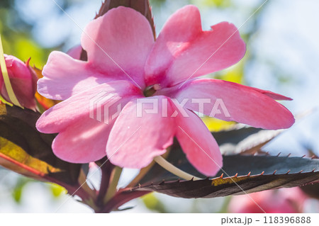 ニューギニアインパチェンスの花 ニューギニアインパチェンスの花 118396888