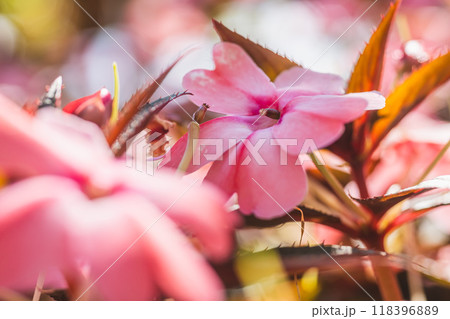 ニューギニアインパチェンスの花 118396889
