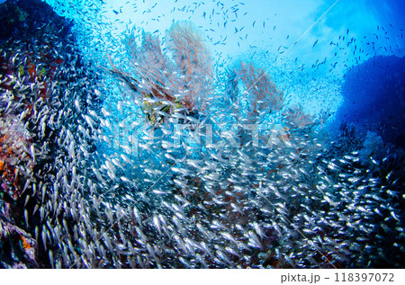 スカシテンジクダイ・キンメモドキ・ソフトコーラル・魚群とサンゴ・タイ・シミラン..1 118397072