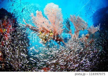 スカシテンジクダイ・キンメモドキ・ソフトコーラル・魚群とサンゴ・タイ・シミラン..4 118397075
