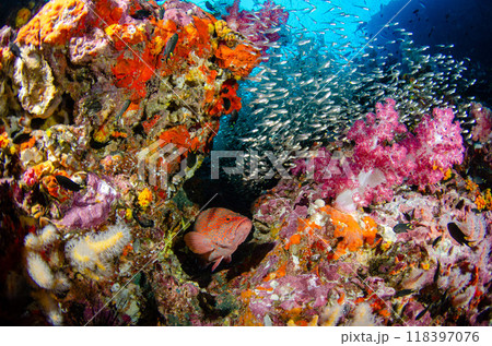 ユカタハタ・スカシテンジクダイ・キンメモドキ・ソフトコーラル・魚群とサンゴ・タイ・シミラン.1 118397076