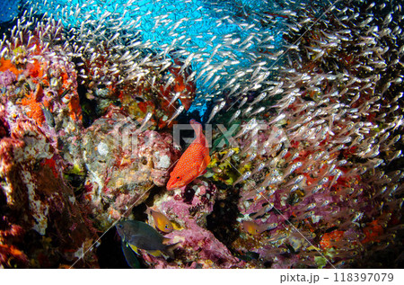ユカタハタ・スカシテンジクダイ・キンメモドキ・ソフトコーラル・魚群とサンゴ・タイ・シミラン.4 118397079
