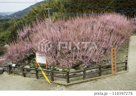 県指定天然記念物大牟田普光寺臥龍梅 県指定天然記念物大牟田普光寺臥龍梅 118397278