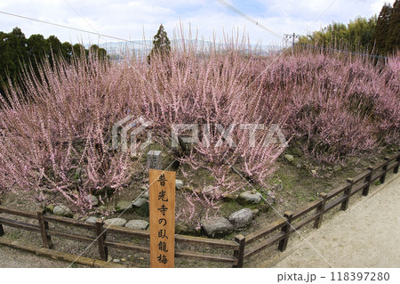県指定天然記念物大牟田普光寺臥龍梅 118397280
