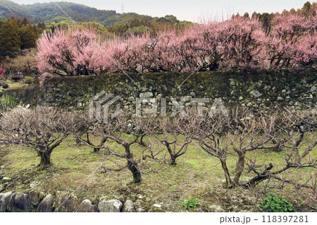 県指定天然記念物大牟田普光寺臥龍梅 県指定天然記念物大牟田普光寺臥龍梅 118397281