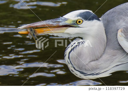 小魚を捕まえたアオサギ 118397729