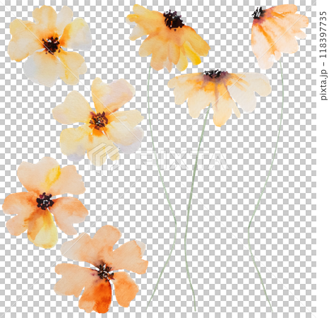 Watercolor orange wild flower isolated illustration, floral wedding and greeting element 118397735