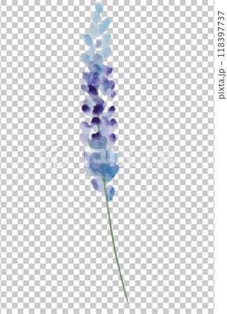 Watercolor lavender flowers isolated illustration. Blue floral element for summer wedding 118397737