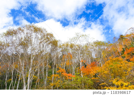 木々の紅葉 118398617