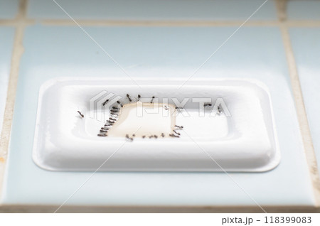 殺虫剤に誘引された蟻の大群 118399083