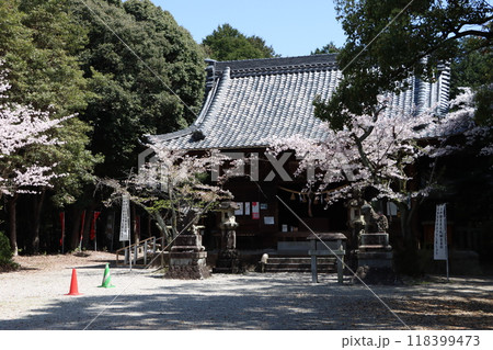 春の神社に咲くソメイヨシノ 春の神社に咲くソメイヨシノ 118399473