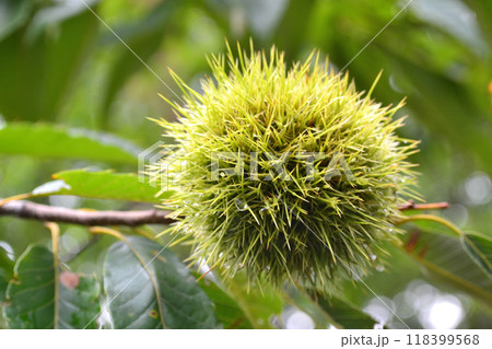木になっている栗の実 118399568