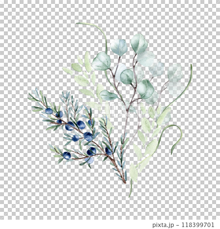 Juniper blue berries and eucalyptus twigs in pastel watercolor isolated. Delicate leaves and herb stems in soft sage green tones hand drawn. Greenery bouquet illustration painted for nature design. 118399701