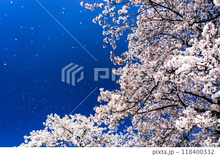 桜吹雪 桜吹雪 118400332