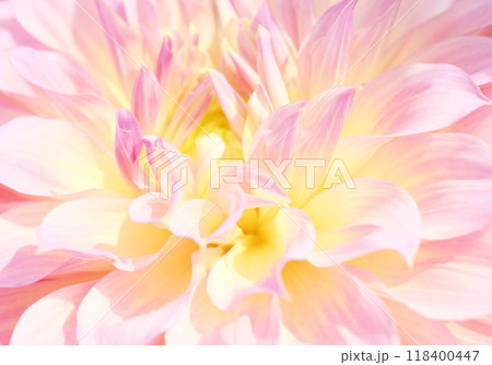 ダリアの花をクローズアップした明るくて優しい雰囲気のイメージ背景素材 118400447