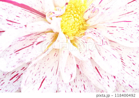 ダリアの花をクローズアップした明るくて優しい雰囲気のイメージ背景素材 118400492