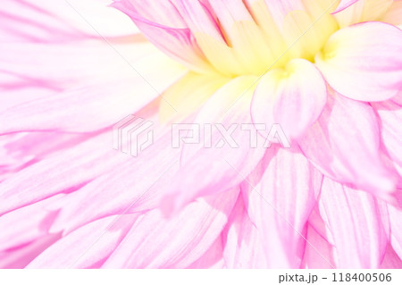 ダリアの花をクローズアップした明るくて優しい雰囲気のイメージ背景素材 ダリアの花をクローズアップした明るくて優しい雰囲気のイメージ背景素材 118400506