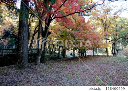 岐阜県揖斐川町_谷汲山華厳寺紅葉5_2023年11月 岐阜県揖斐川町_谷汲山華厳寺紅葉5_2023年11月 118400699
