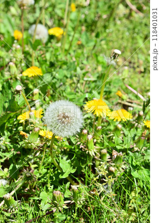たんぽぽ たんぽぽ 118401031