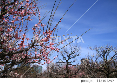 満開の大阪城公園の梅林 満開の大阪城公園の梅林 118401297