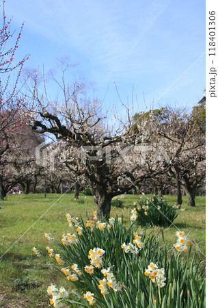大阪城公園の梅林に咲く満開の紅梅・白梅と水仙 大阪城公園の梅林に咲く満開の紅梅・白梅と水仙 118401306