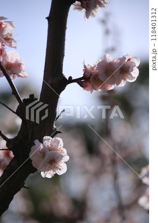 春の訪れを告げる満開の白い梅の花 春の訪れを告げる満開の白い梅の花 118401312
