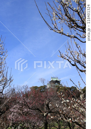 満開の大阪城公園梅林の梅の花の向こうに見える大阪城天守閣 118401324