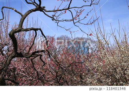 青空に映える大阪城公園梅林の満開の紅梅と白梅の花 118401346