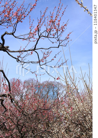 青空に映える大阪城公園梅林の満開の紅梅と白梅の花 青空に映える大阪城公園梅林の満開の紅梅と白梅の花 118401347