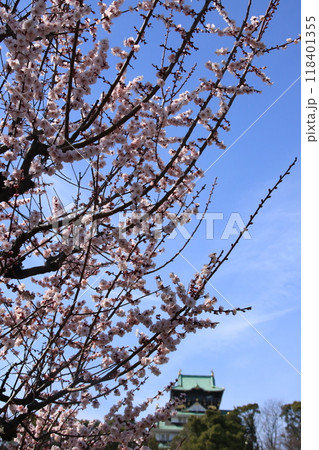 満開の大阪城公園梅林の梅の花の向こうに見える大阪城天守閣 118401355