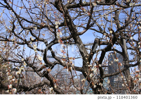 大阪城公園梅林の満開の梅の花の向こうに見えるビジネス街 118401360