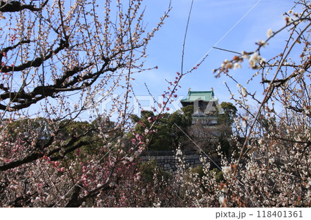 満開の大阪城公園梅林の梅の花の向こうに見える大阪城天守閣 満開の大阪城公園梅林の梅の花の向こうに見える大阪城天守閣 118401361