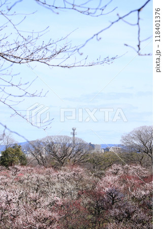 満開の大阪城公園の梅林 満開の大阪城公園の梅林 118401376