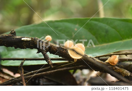 fungi cup mushroom growth for rain season on tree trunk in Chet Kod waterfall on Thailand   118401475