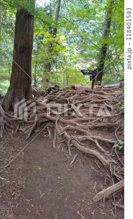 木の根張り巡る山道 118401593