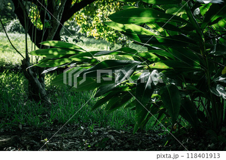 光に照らされる月桃の葉 118401913