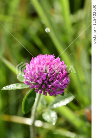 朝露を抱いたムラサキツメクサ 朝露を抱いたムラサキツメクサ 118402030