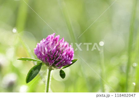 朝露を抱いたムラサキツメクサ 118402047