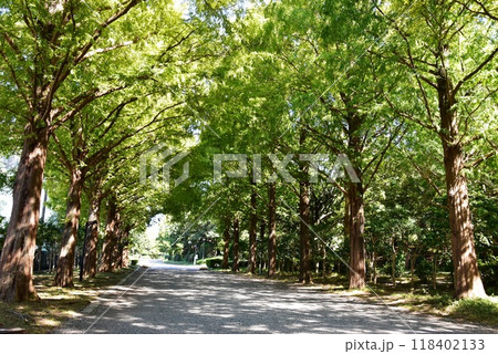 神奈川県　平塚市総合公園のメタセコイア並木 118402133