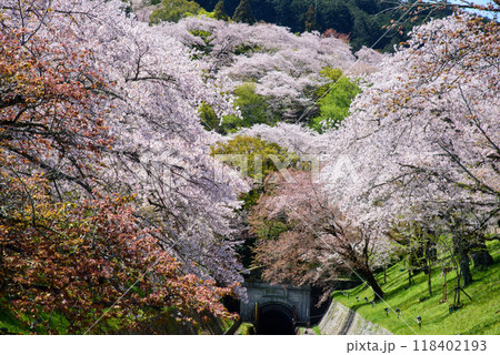 満開の桜のトンネルの風景 満開の桜のトンネルの風景 118402193