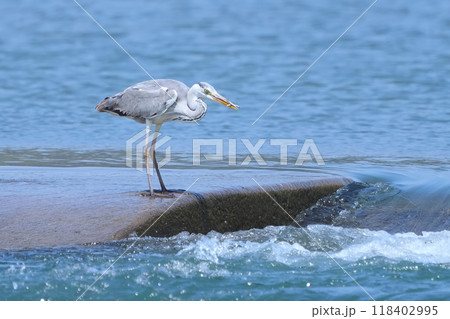 アオサギ 118402995