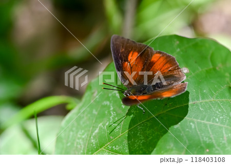 ウラギンシジミ 118403108