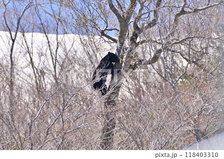 ツキノワグマ 118403310